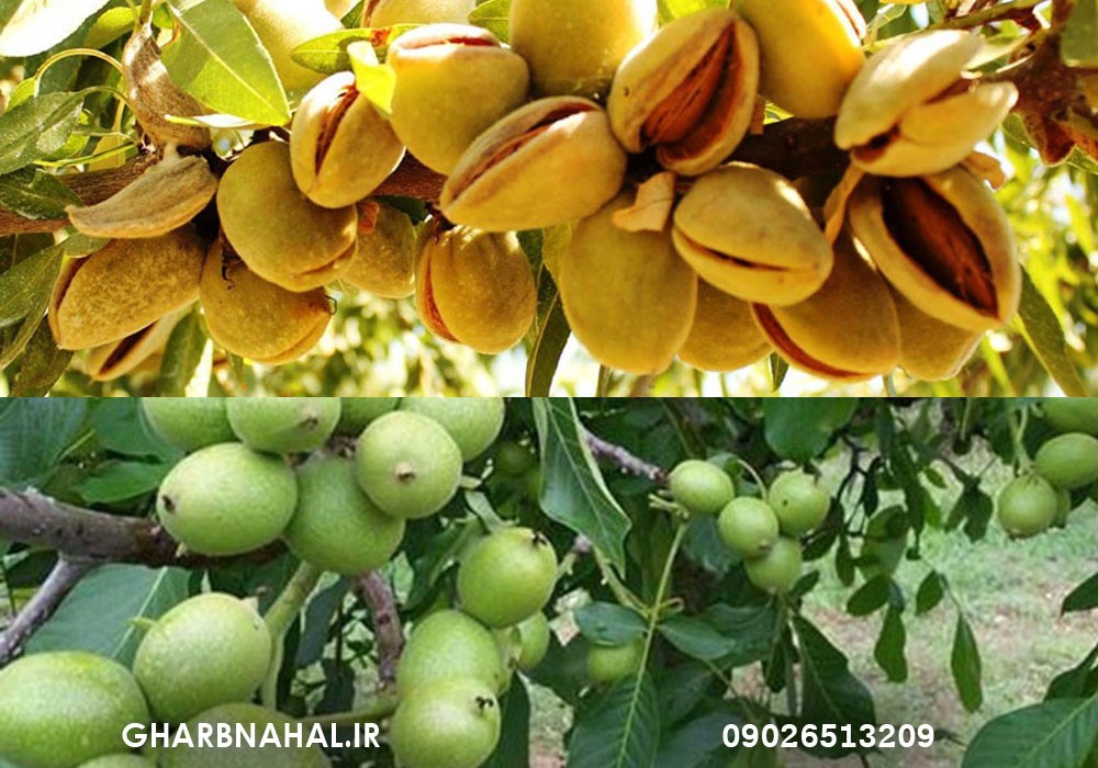 معرفی بهترین نهال بادام دیرگل