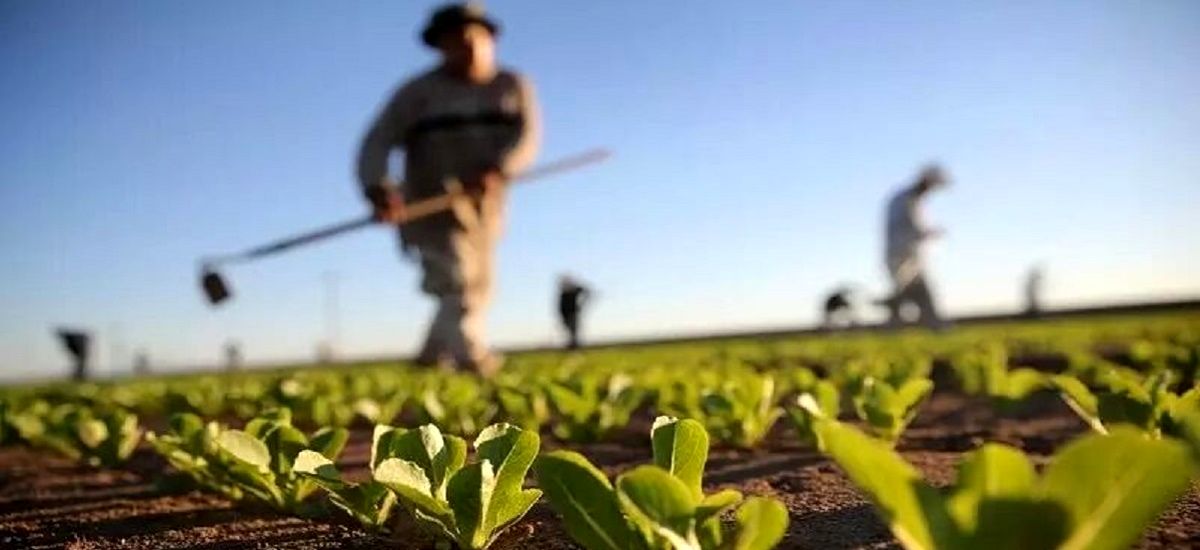 پیشنهاد اعتبار ۴۰ هزار میلیاردی برای طرح اصلاح الگوی کشت در بودجه
